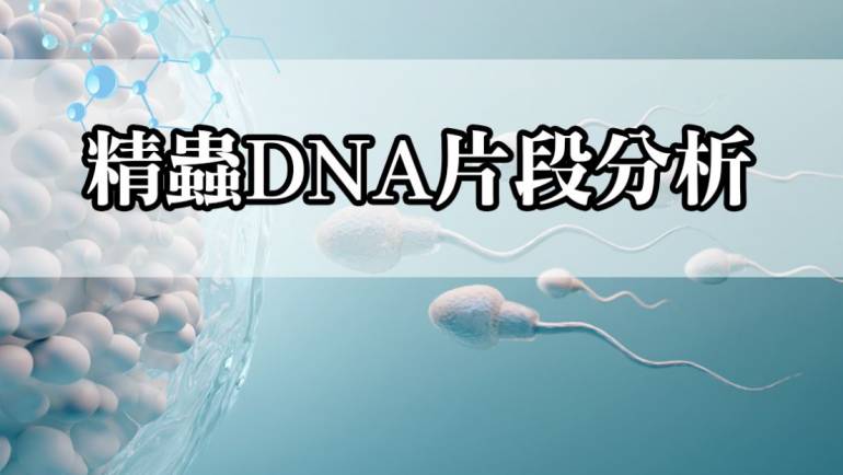 精蟲DNA片段分析